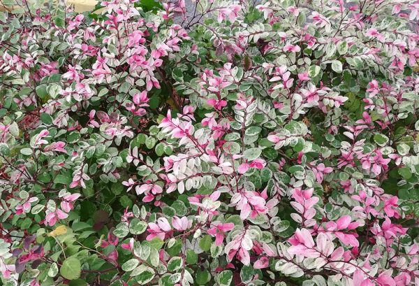 Red Snowbush