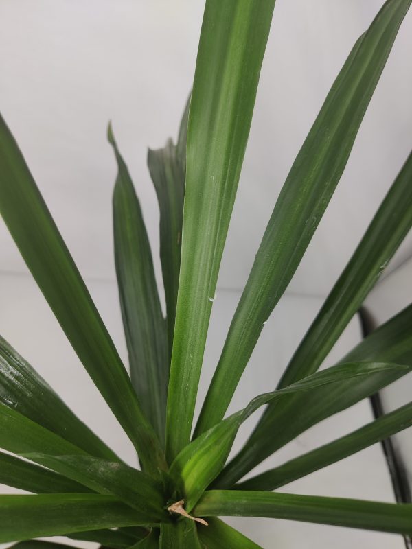 Dracaena Rikki