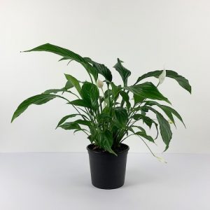 peace lily