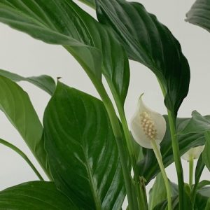peace lily close up