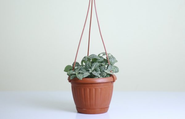 Nerve Plant