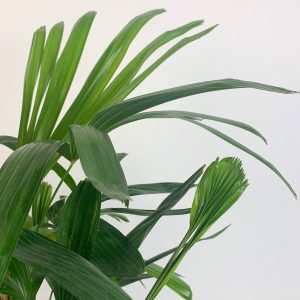 lady palm detail
