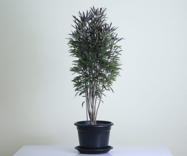 False Aralia