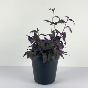 Purple Passion Plant full