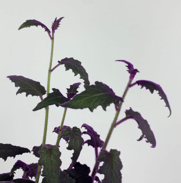 Purple passion plant close up