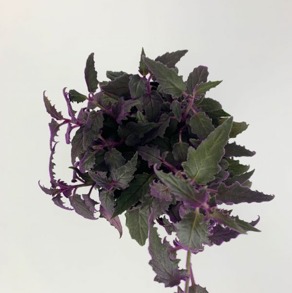 Purple passion plant top