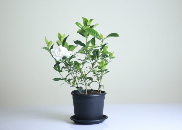 Indoor Gardenia