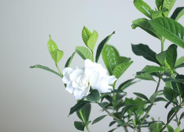 Indoor Gardenia