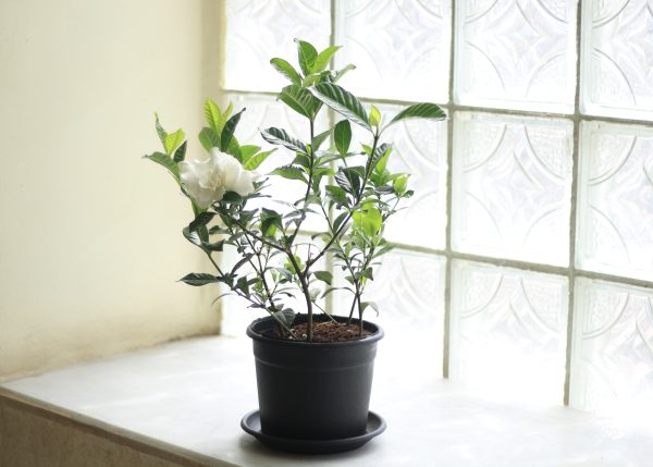 Indoor Gardenia
