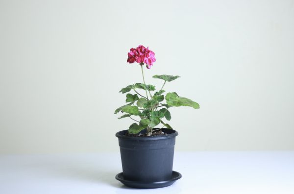 Allure Geraniums