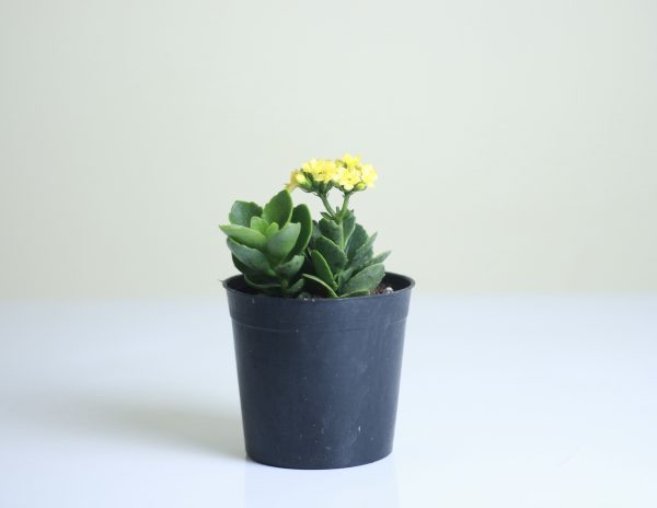 Florist Kalanchoe
