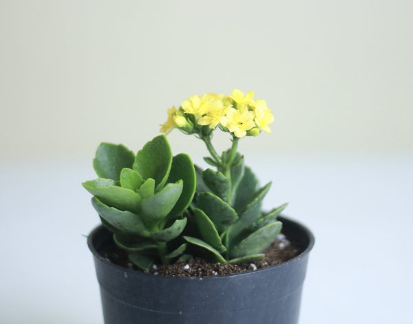 Florist Kalanchoe