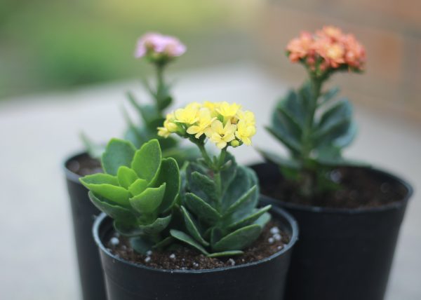 Florist Kalanchoe