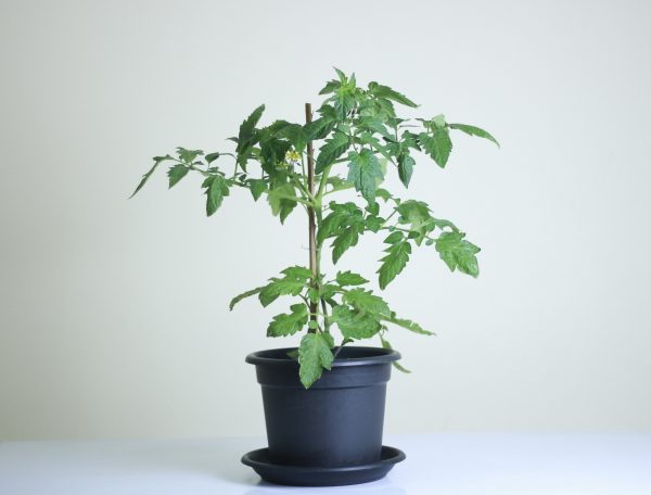 Tomato