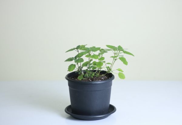 Lemon Balm