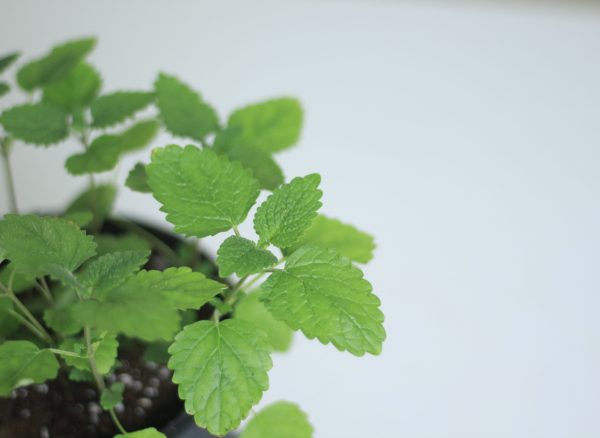 Lemon Balm