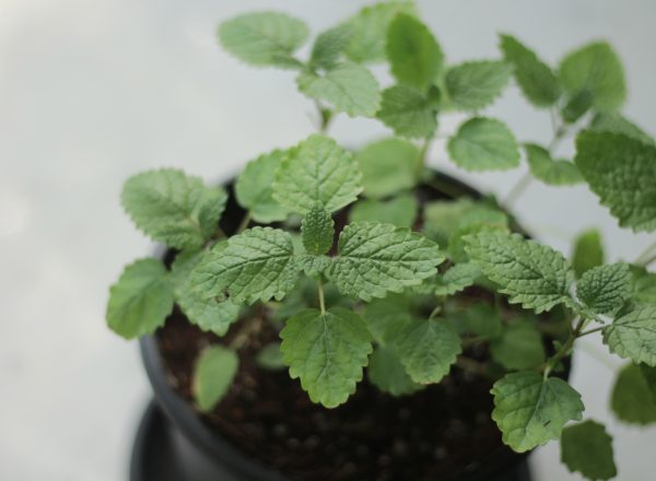 Lemon Balm