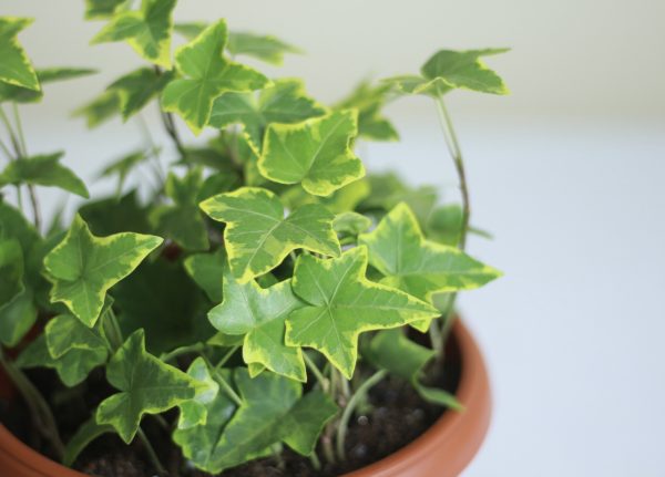 English Ivy