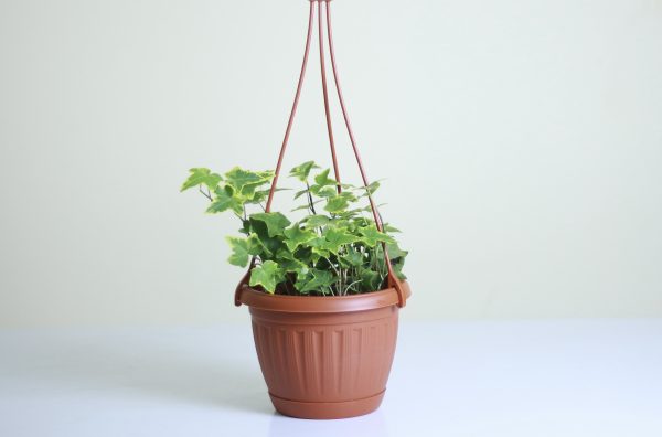 English Ivy