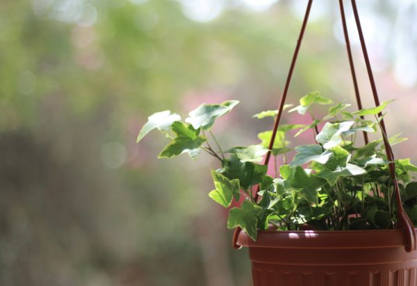 English Ivy