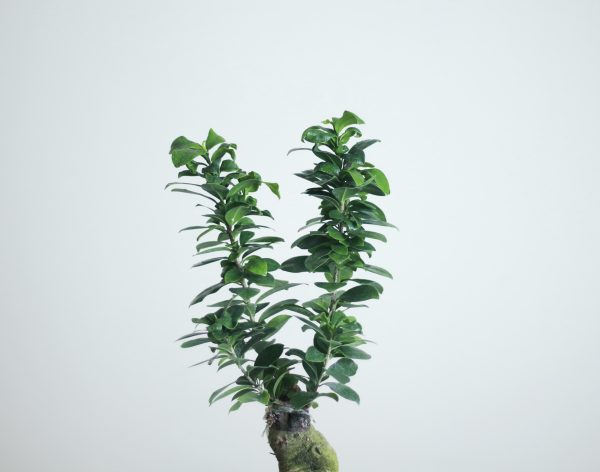 Ginseng Ficus
