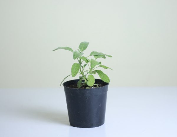 Sage