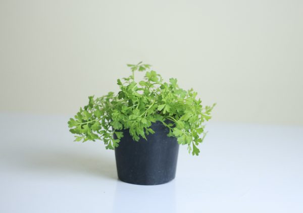 Garden Cress