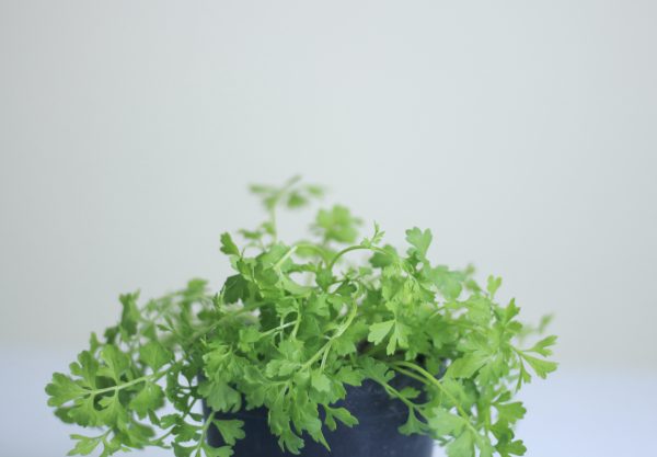 Garden Cress