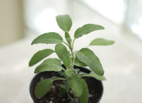 Sage
