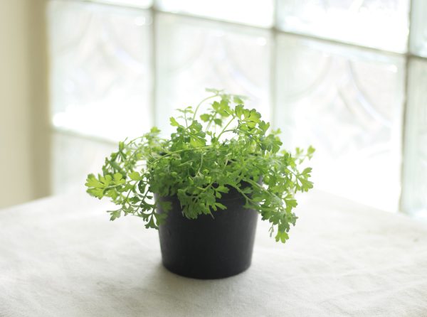 Garden Cress
