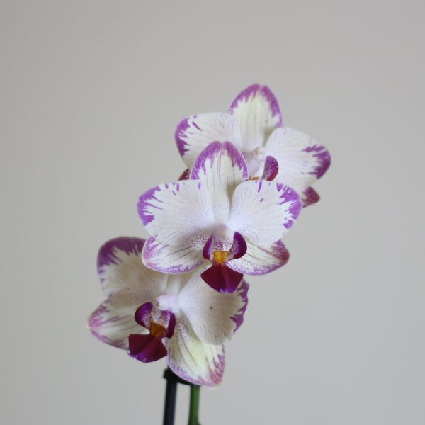 Moth Orchid