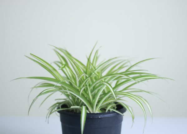 Spider Plant