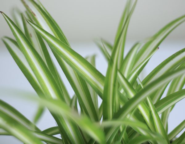 Spider Plant