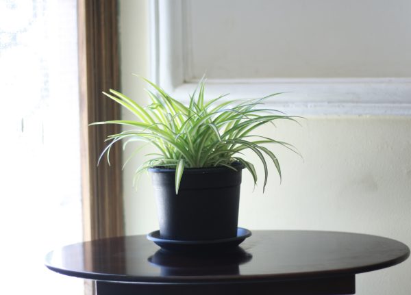 Spider Plant