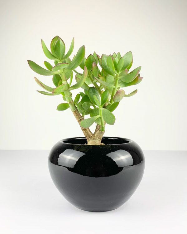 Katja pot