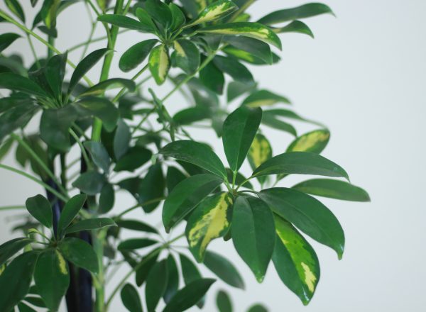 Umbrella Tree