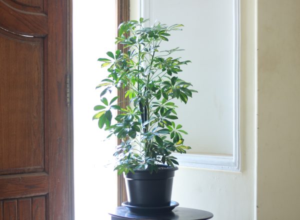 Umbrella Tree