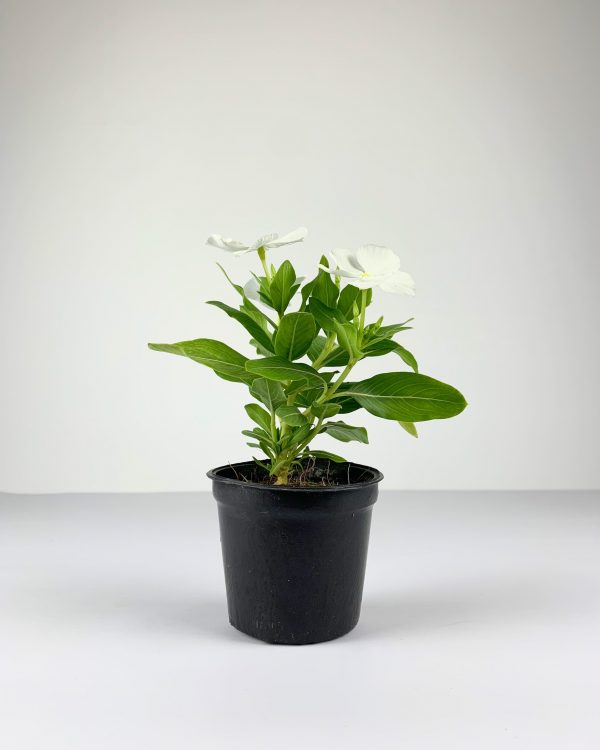 Vinca
