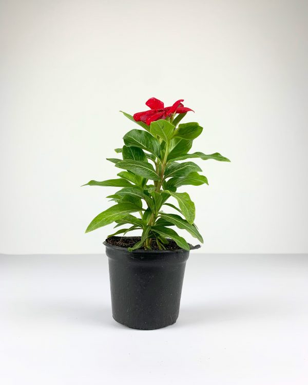 Vinca