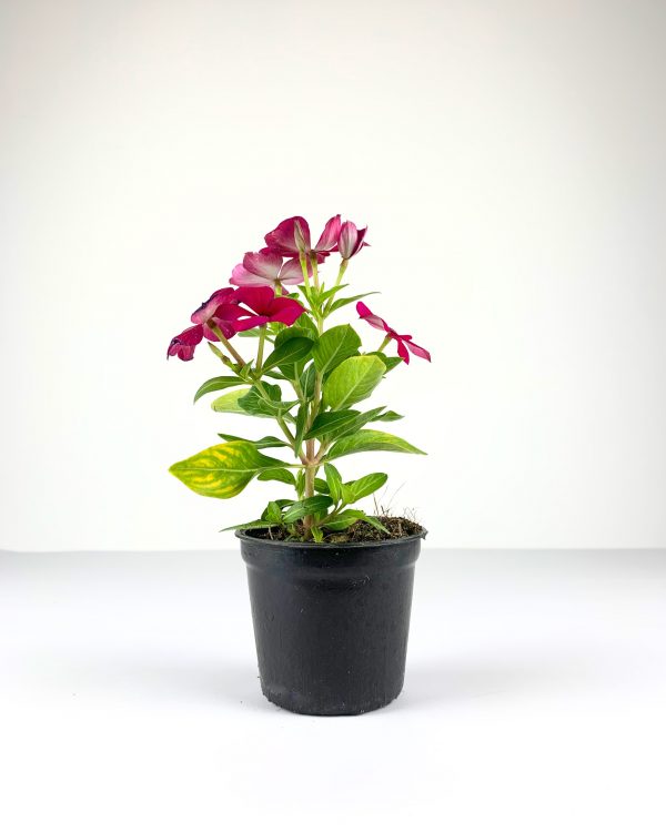 Vinca