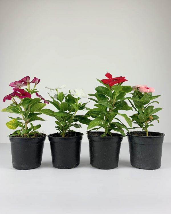 Vinca