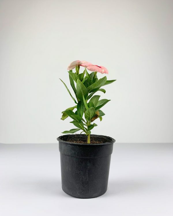 Vinca