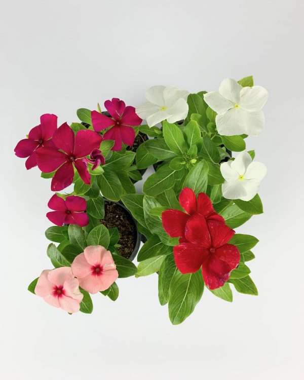 Vinca