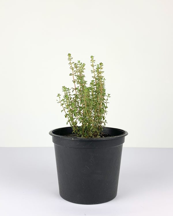 Thyme