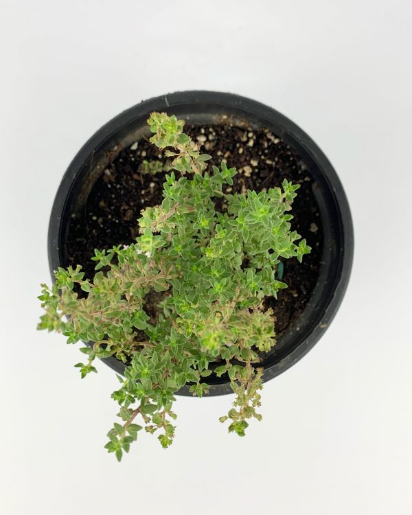 Thyme