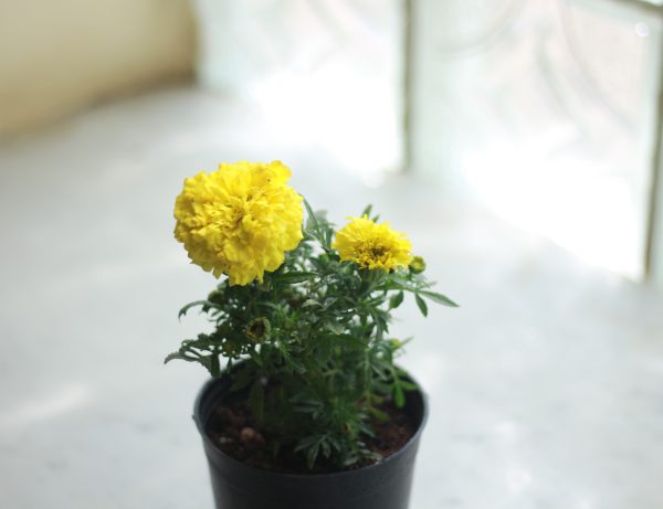 Marigold