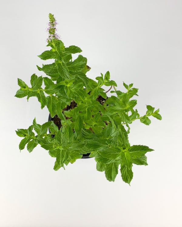 Mint