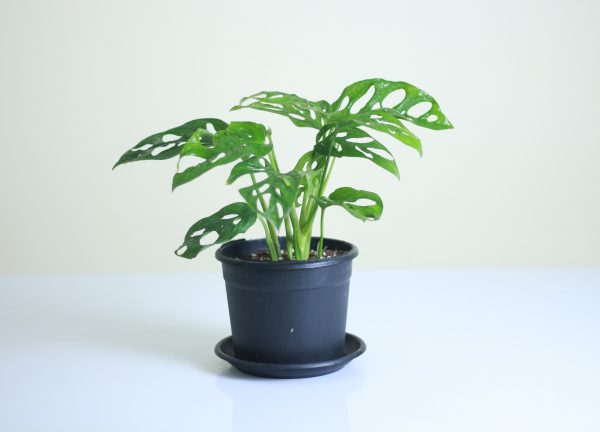 Monstera Adansonii
