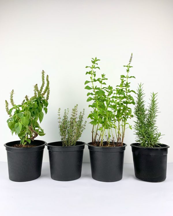 Kitchen Herbs (4 Pieces)
