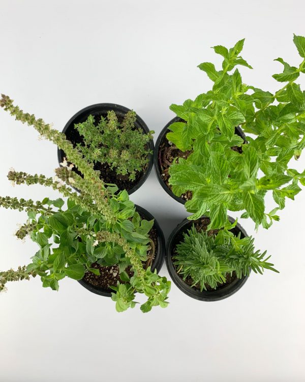 Kitchen Herbs (4 Pieces)